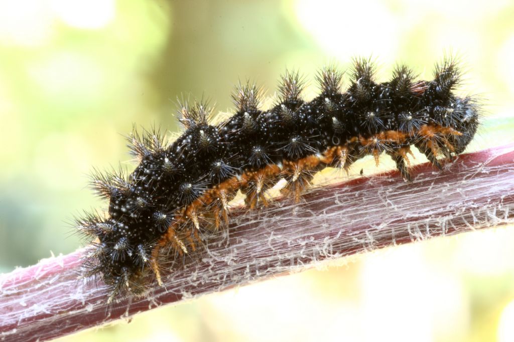 Nymphalidae : Melitaea phoebe? S